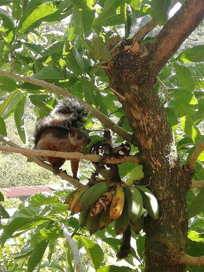 La Guayaba Monteverde Kültér fotó